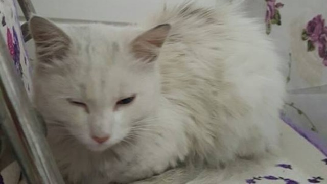 Kórházi orvos élesztette újra a forgóajtóba szorult macskát – videó