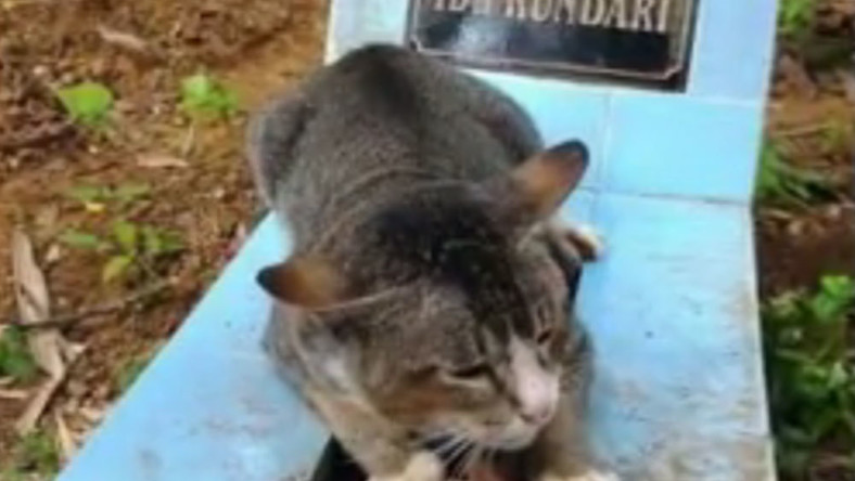 Egy éve őrzi gazdája sírját a hűséges cica – szívszorító fotók